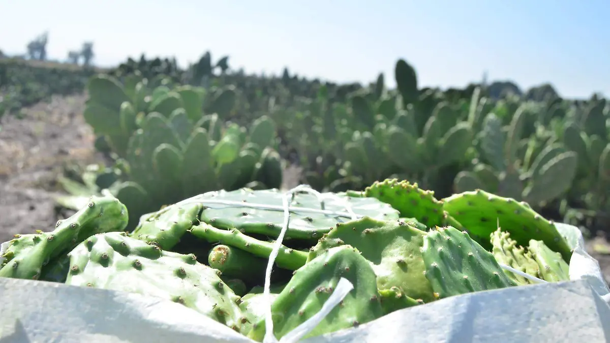 Da-vida-nopal-de-Valtierrilla-a-13-comunidades-en-Salamanca  (1)